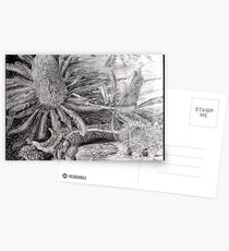 Fallen Banksia Postcards