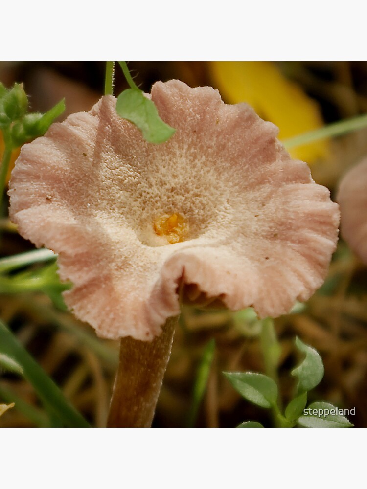 Mushroom disguised as soft-pink flower by steppeland