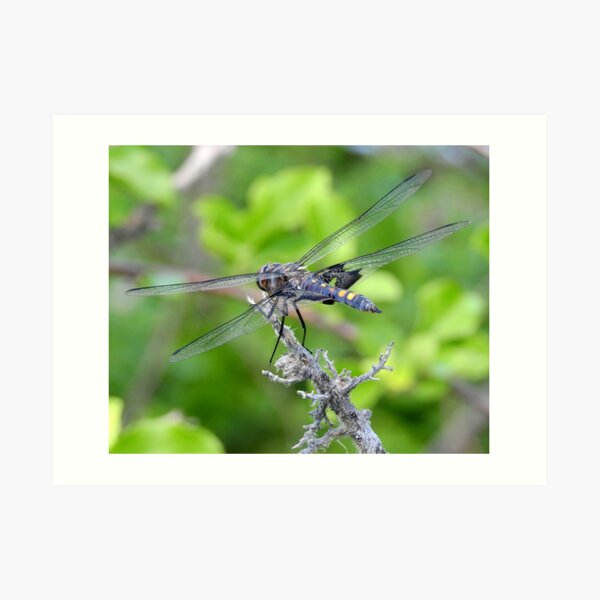 Dragonfly by the Mystic River Art Print
