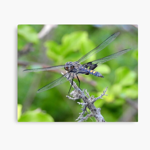 Dragonfly by the Mystic River Canvas Print