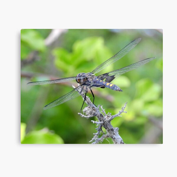 Dragonfly by the Mystic River Metal Print
