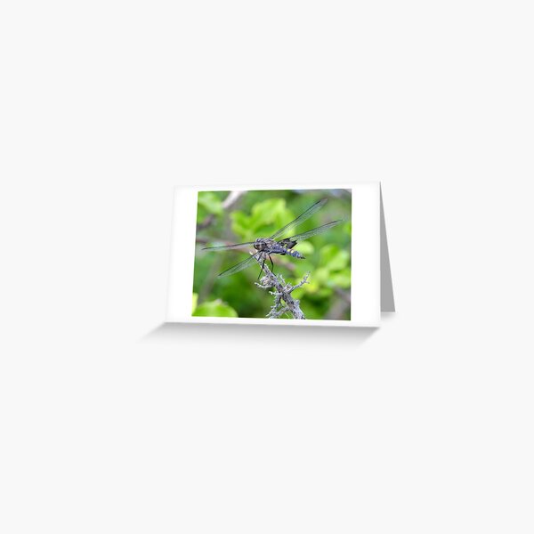 Dragonfly by the Mystic River Greeting Card