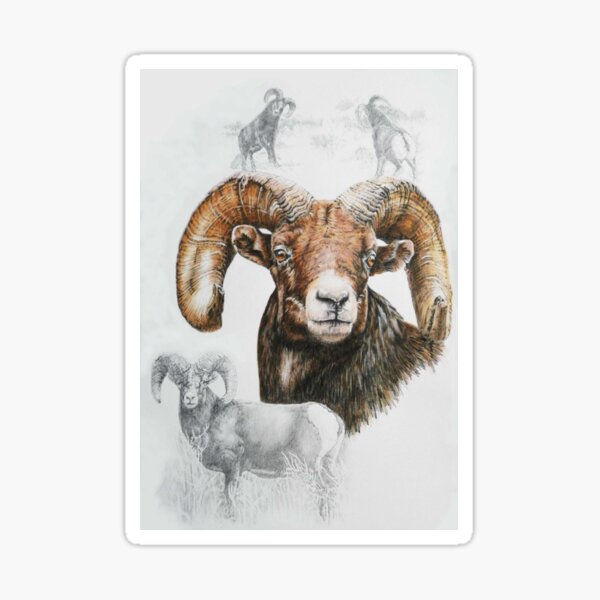 North American Big Horn Sheep Collage Sticker