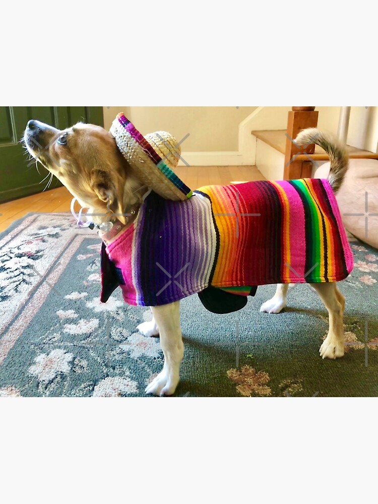 chihuahua in sombrero