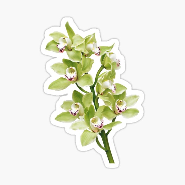 Item preview, green Cymbidium orchid flower floral designed and sold by wasootch.