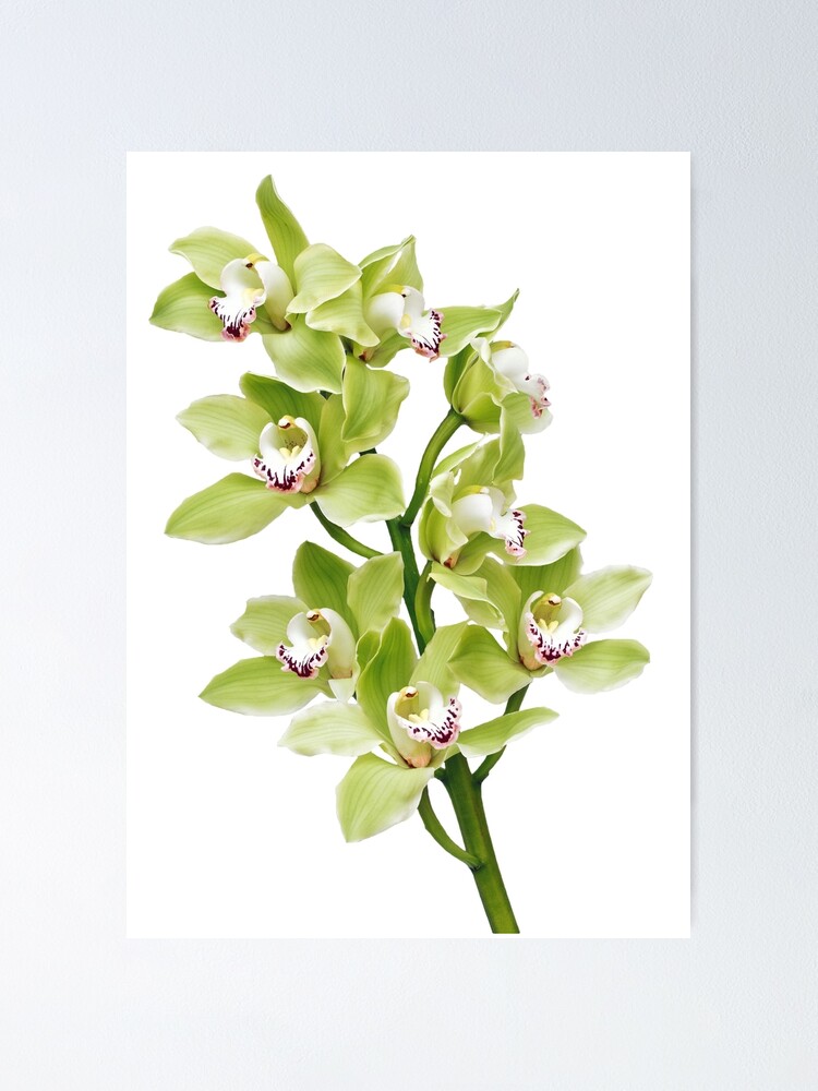 Green Cymbidium Orchid Flower Floral Poster By Wasootch Redbubble