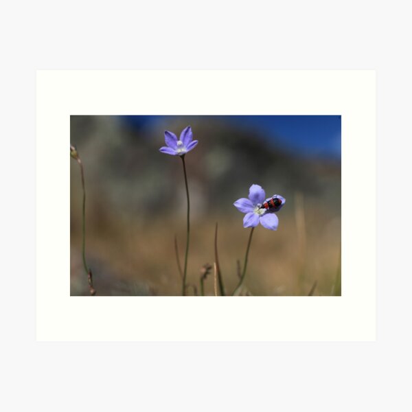 Item preview, A bug and a flower designed and sold by Tim Bates.