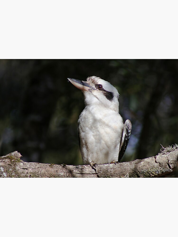 Kookaburra" Sticker for Sale by GeoPipics Redbubble