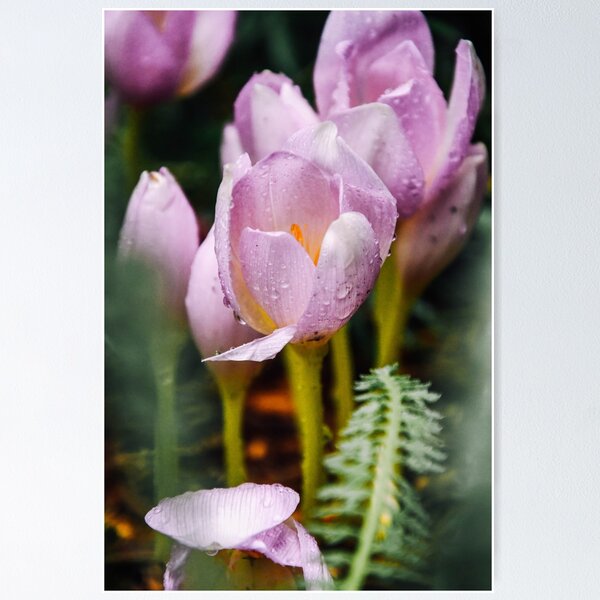 Item preview, Fall Flowers After Rain designed and sold by Kalee Rittenger.