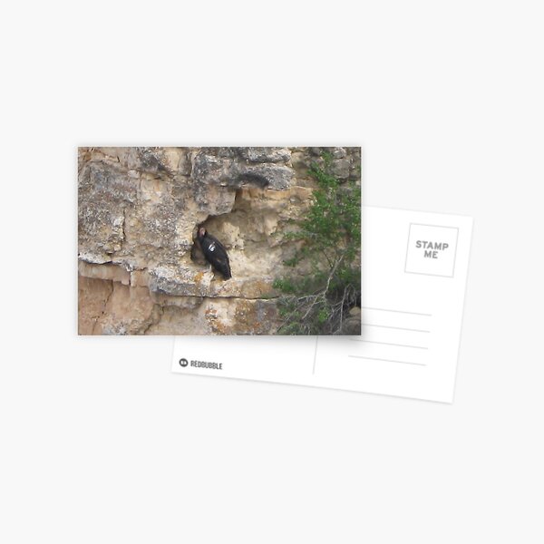 Grand Canyon Cliff Dweller Postcard