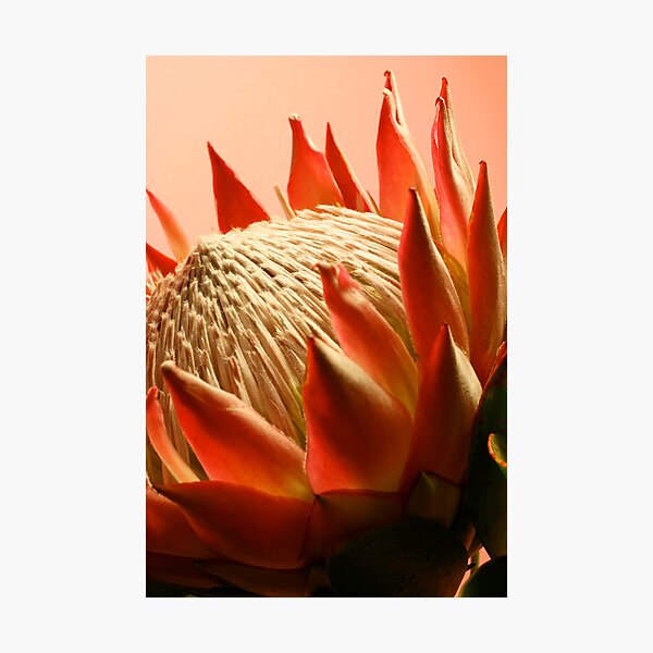 The King Photographic Print