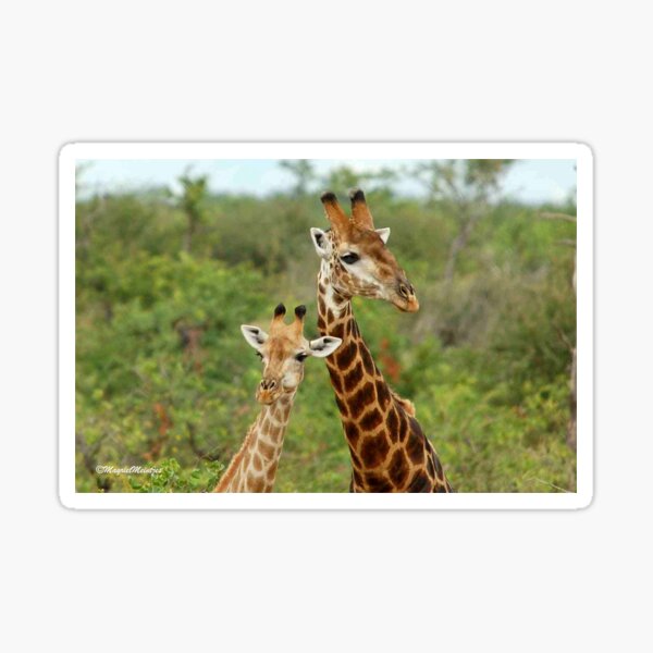 THE HAPPY COUPLE - GIRAFFE – Giraffa Camelopardalis Sticker