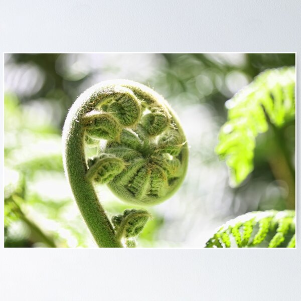 Aperçu de l'œuvre New Zealand Fern in Spring créée et vendue par Giovanna Tucker.