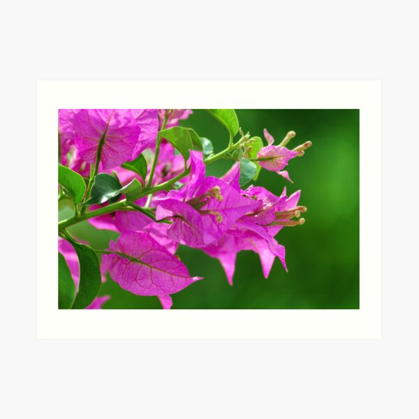 Bougainvilleas Art Print