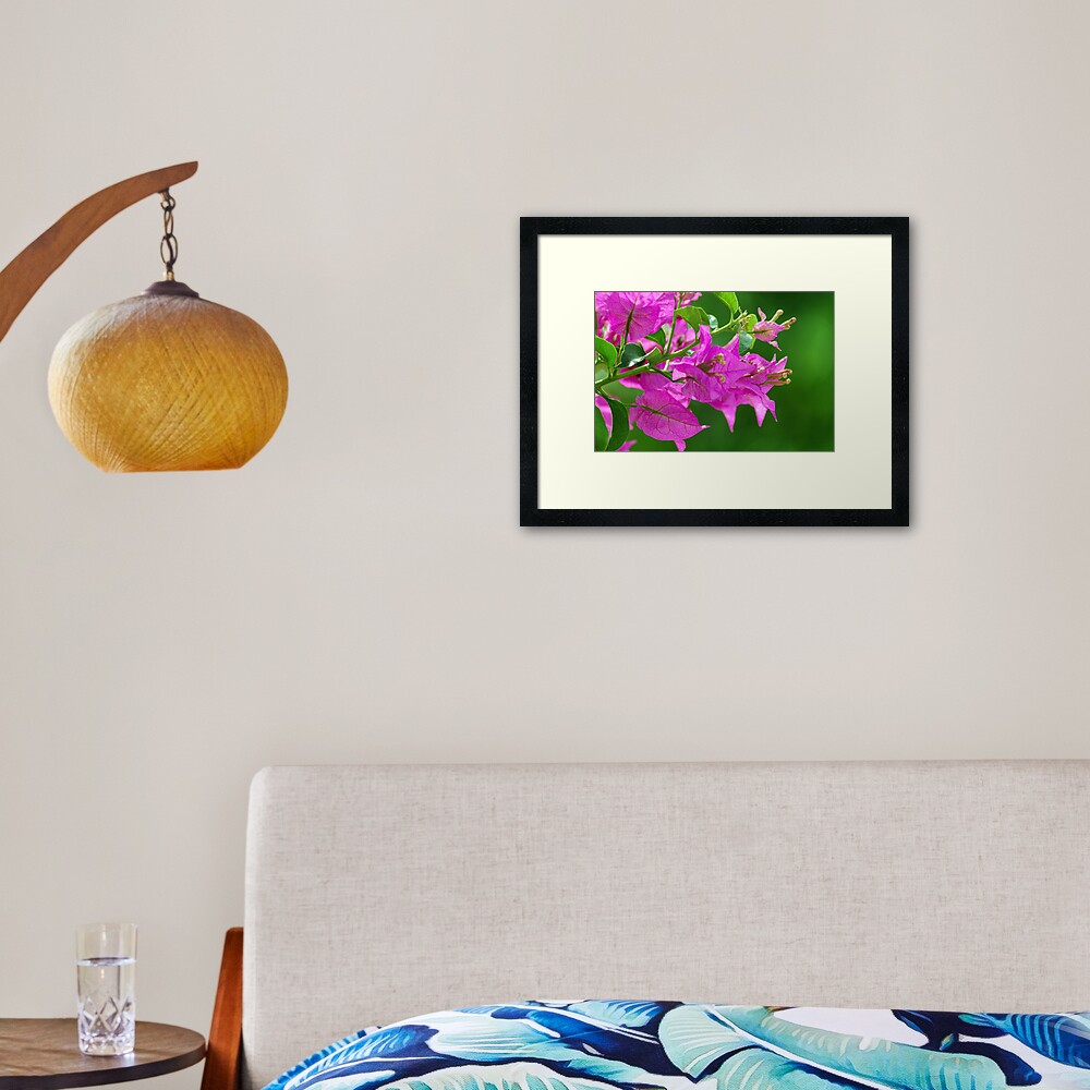 Bougainvilleas Framed Art Print