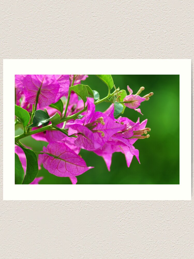 Alternate view of Bougainvilleas Art Print