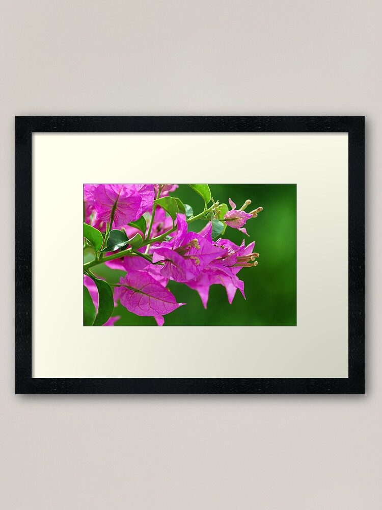 Alternate view of Bougainvilleas Framed Art Print