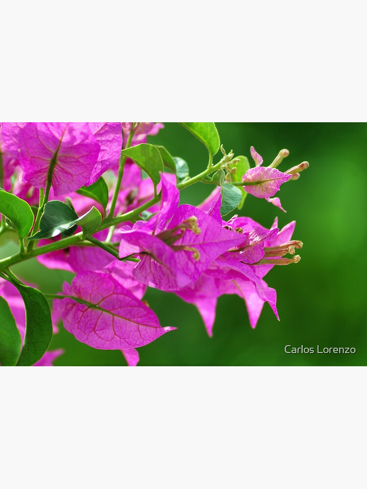 Bougainvilleas by carloslorenzo