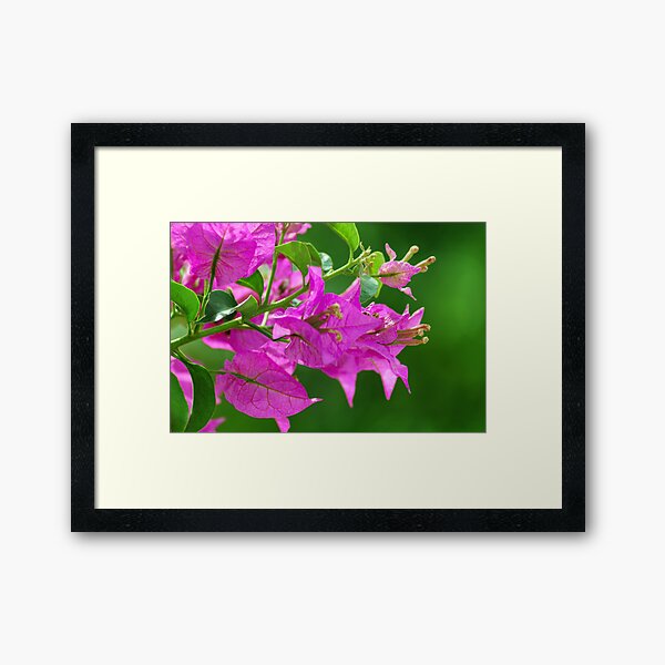 Bougainvilleas Framed Art Print