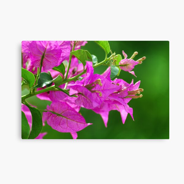 Bougainvilleas Canvas Print