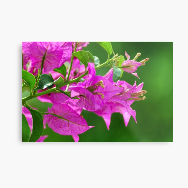 Bougainvilleas Metal Print