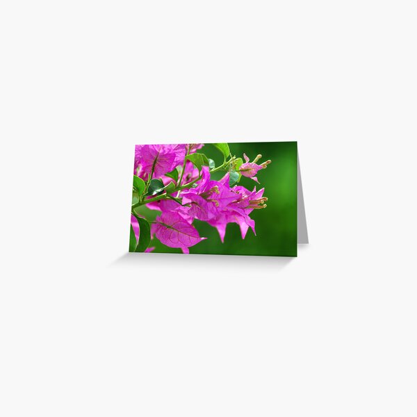 Bougainvilleas Greeting Card