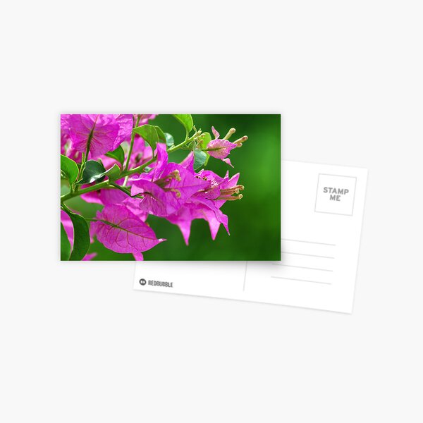 Bougainvilleas Postcard