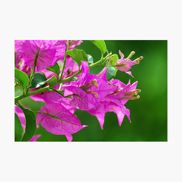 Bougainvilleas Photographic Print
