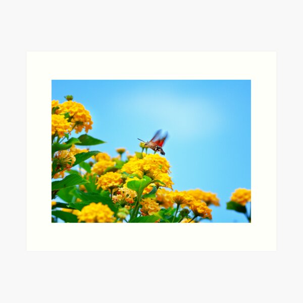 Humming Bird Moth Art Print