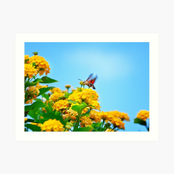 Humming Bird Moth Art Print