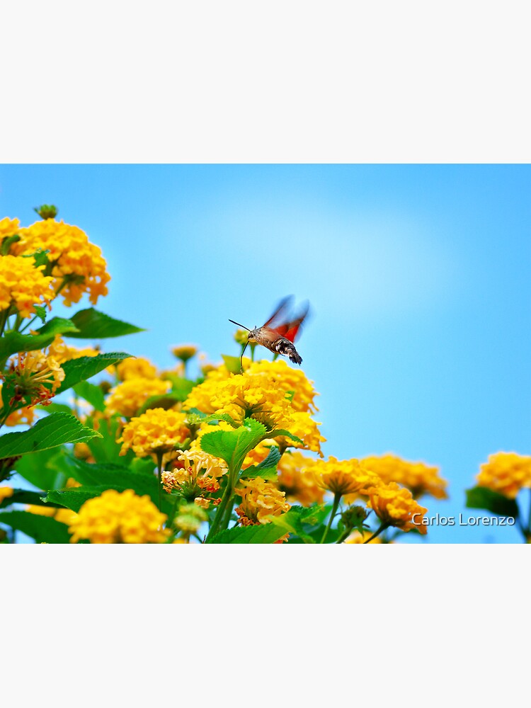 Humming Bird Moth by carloslorenzo