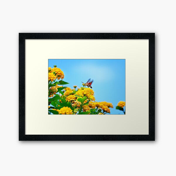 Humming Bird Moth Framed Art Print