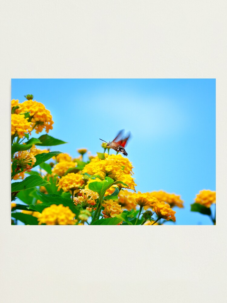 Alternate view of Humming Bird Moth Photographic Print
