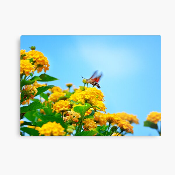 Humming Bird Moth Metal Print