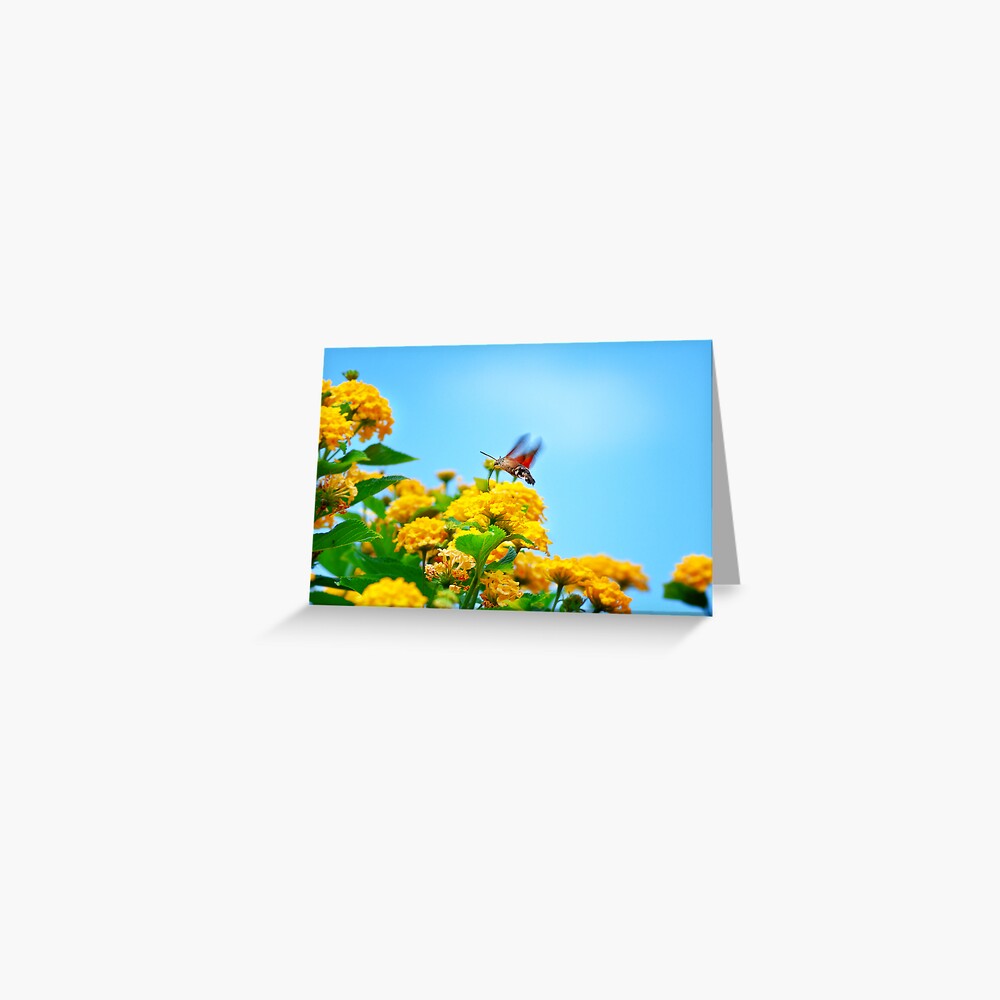 Humming Bird Moth Greeting Card