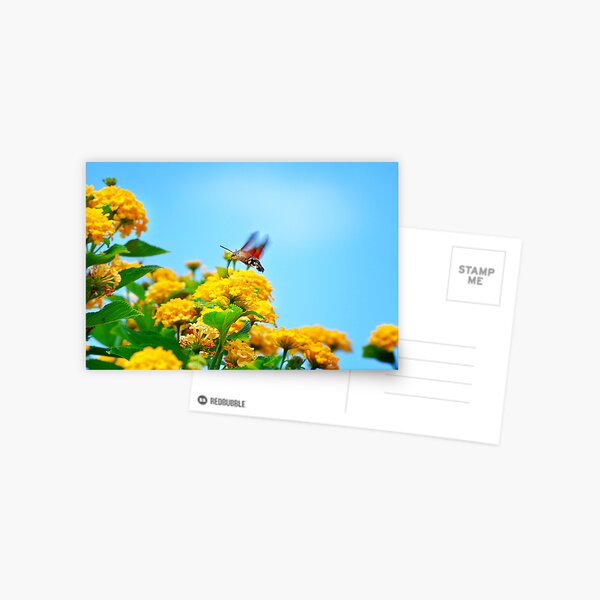 Humming Bird Moth Postcard