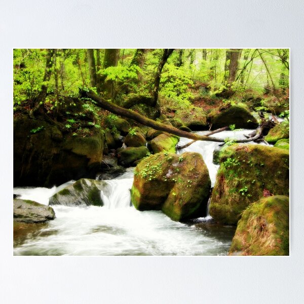 Item preview, Forest Stream  designed and sold by cjcphotography.