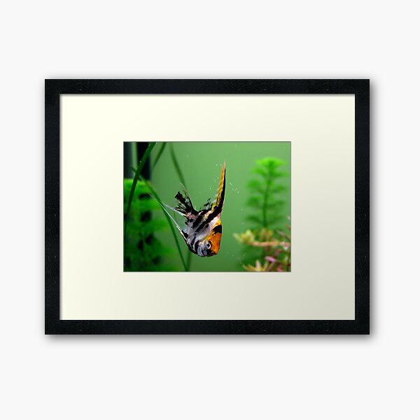 Little Fish.. Framed Art Print