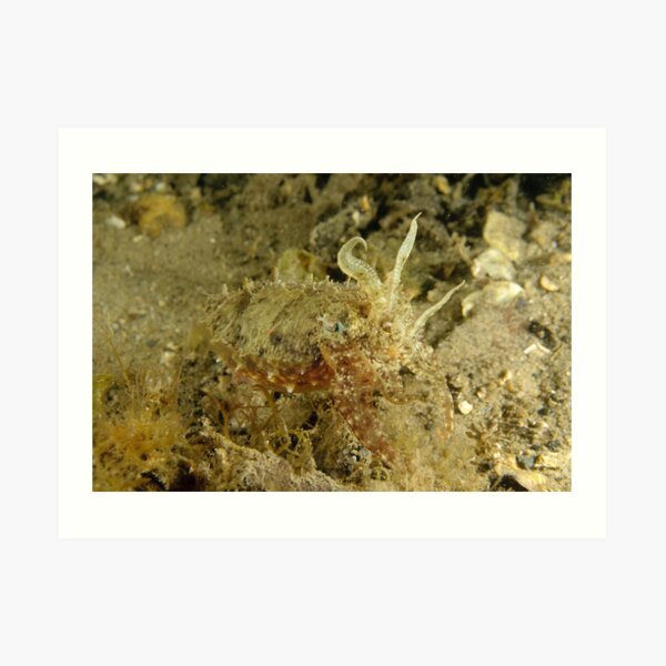 Mourning Cuttlefish Art Print