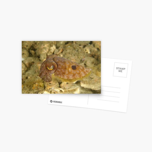 Reaper Cuttlefish Postcard