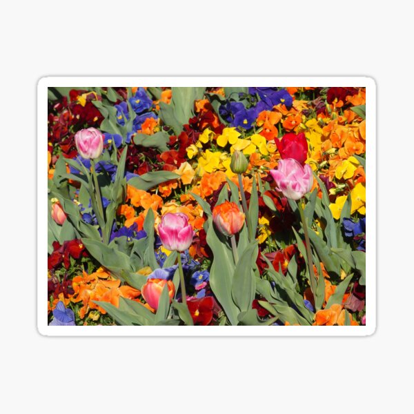 Colourful flowers at floriade Sticker
