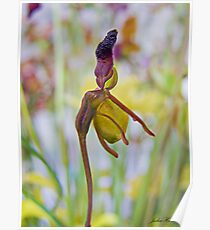 Flying duck Orchid Poster