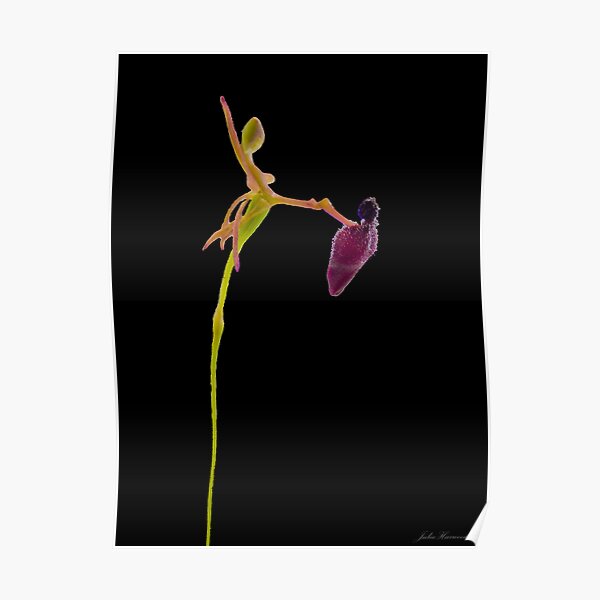 Drakaea Glyptodon Poster