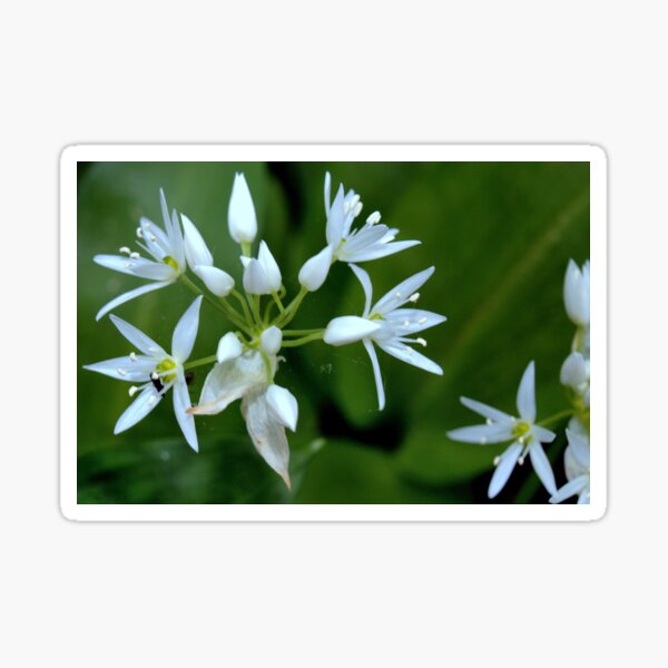 Wild Garlic ~ Ramsons (Allium ursinum) Sticker