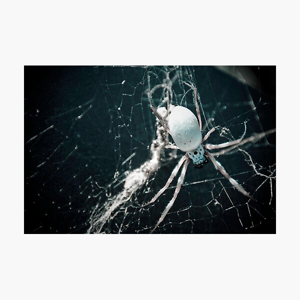 Boris Photographic Print