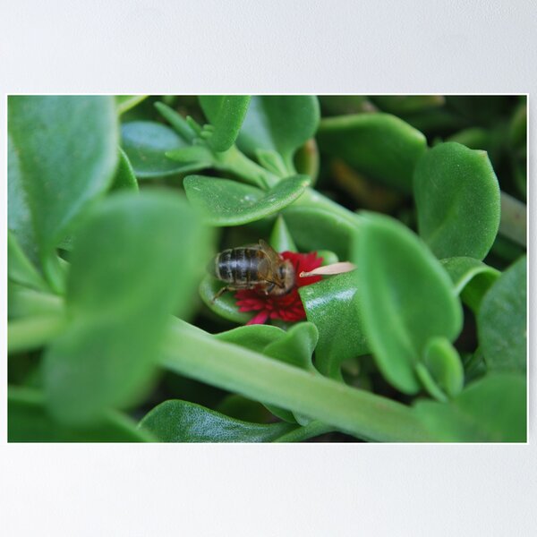 Item preview, Bees In Nanna's garden designed and sold by reney03.