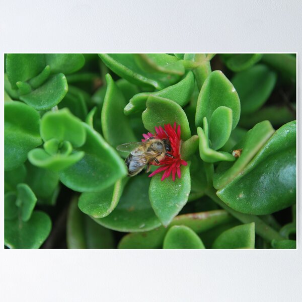 Item preview, Bees designed and sold by reney03.