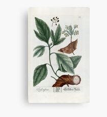 Sassafras Metal Print