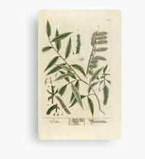 Salix Metal Print
