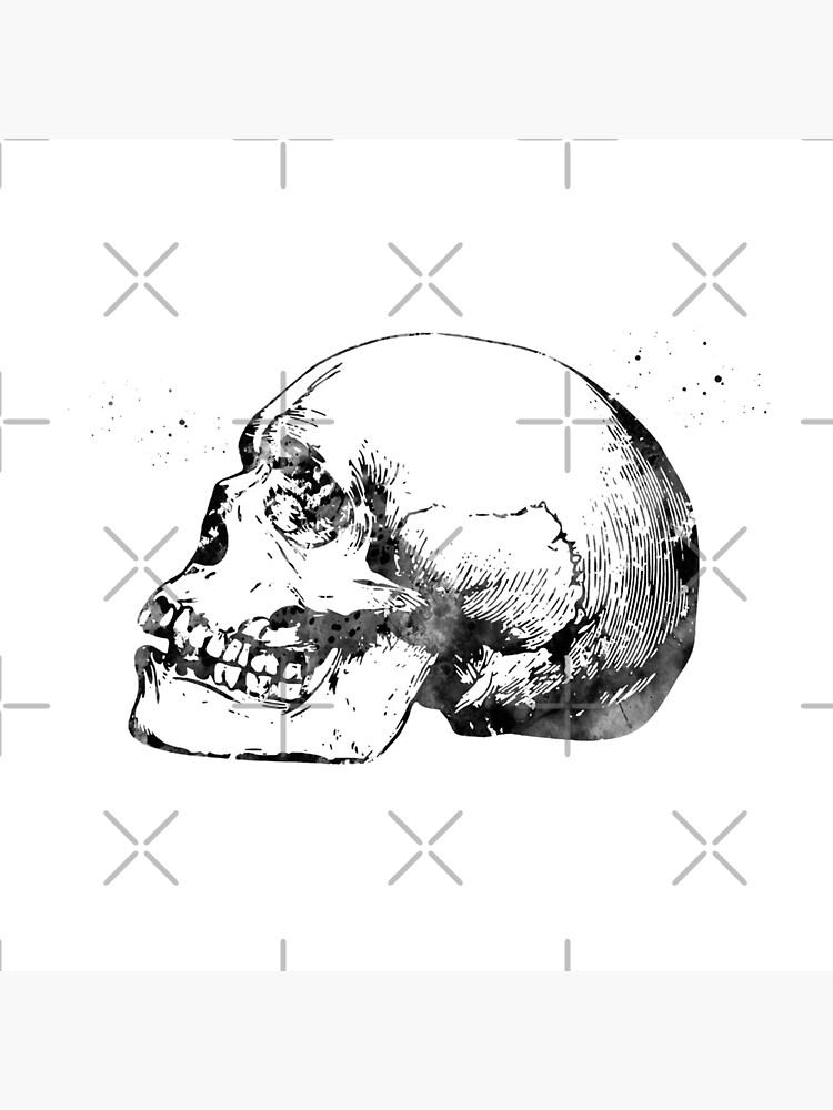 Skull Anatomy by erzebetth